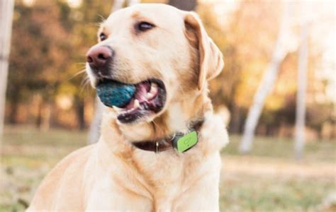 Whistle FIT Pet Health Tracker & Activity Monitor – Wearables