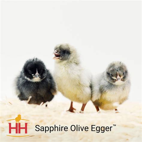 SAPPHIRE OLIVE EGGER FEMALE CHICK - Harleysville Feed