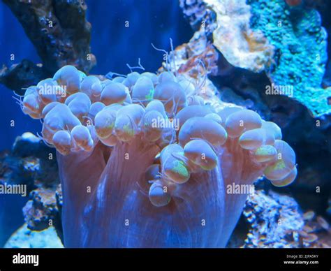 Bubble Coral, Steinhart Aquarium, California Academy of Sciences, San ...