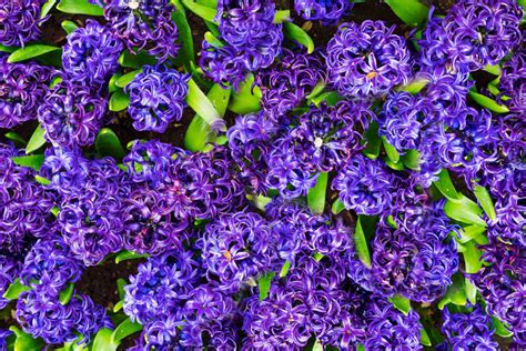 Hyacinth: Plant Care & Growing Guide