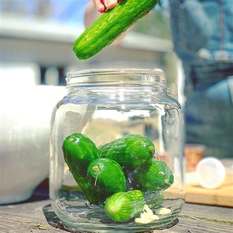 Fermented Pickle Making Kit - FarmSteady - Touch of Modern