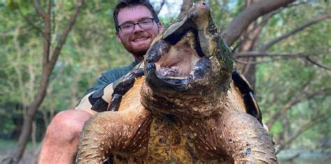 Snapping Turtle Attack 的图像结果
