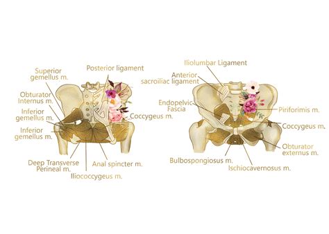 Dry Needling Pelvic Floor