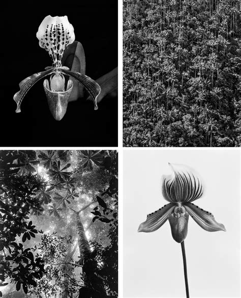 Miguel Winograd - Orchid Paphiopedilum and Orchid Paphiopedilum ...