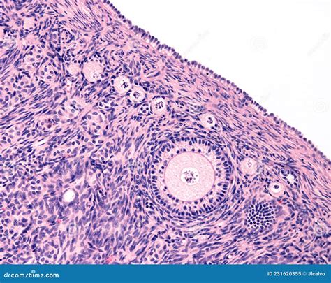 Ovarian Cortex