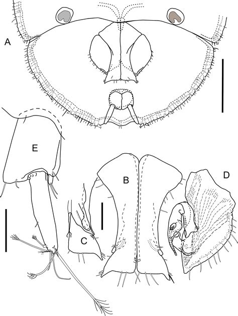 Fig. 7 in A new family of Asellota (Crustacea, Isopoda) from the deep sea of Zealandia