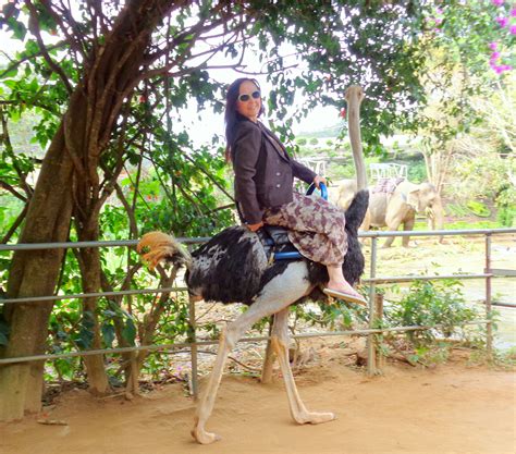 Ostriches Ride at Prenn Waterfall, Dalat, Vietnam on December 29, 2017 ...