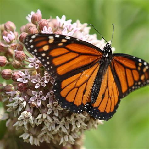 Endangered Insects