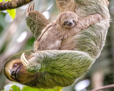 How to take a family to costa rica and see volcanoes monkeys jaguars and sloths – Artofit