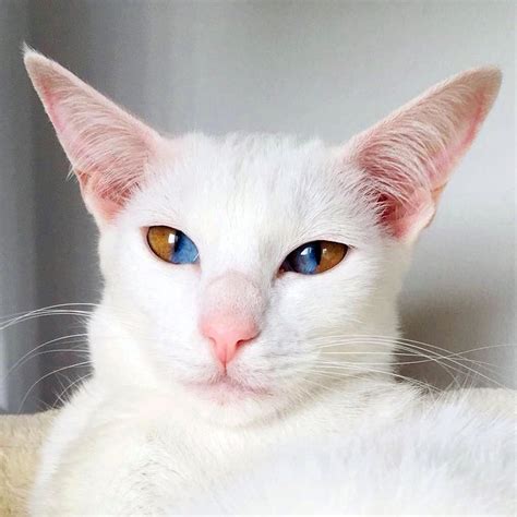 Brown And White Cat With Blue Eyes
