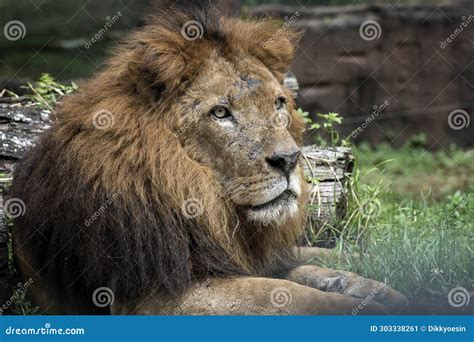 A King of the Jungle, African Lion Stock Image - Image of park, lion ...