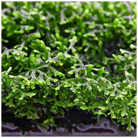 AQUA LOUNGE Riccardia Chamedryfolia, Tissue Culture Aquarium Plants ...