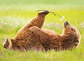 Image result for Cute Spring Animals Clip Art