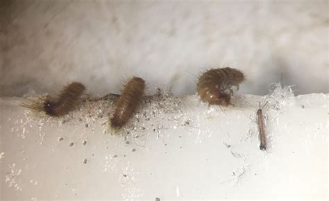 Black Carpet Beetle Eggs