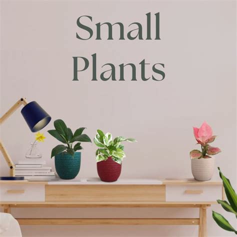 Buy Plants Online | Greenkin - India's Best Online Plant Nursery