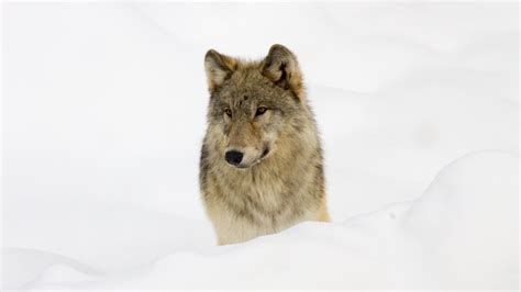 Image result for Introduction of Wolves in Yellowstone
