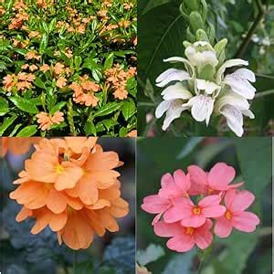 Kanakambaram Flower Plant Pack of 1 : Amazon.in: Garden & Outdoors