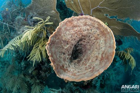 Giant Barrel Sponge (Xestospongia muta) - ANGARI Foundation
