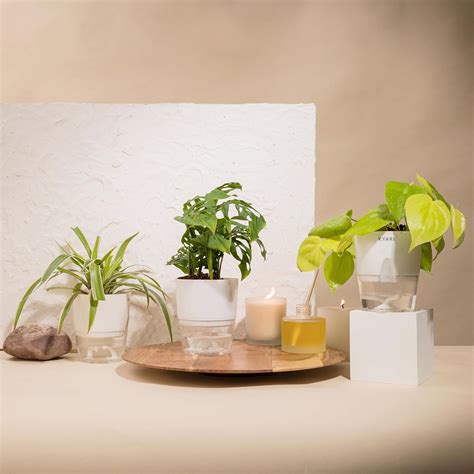 KYARI Golden Money, Philodendron Broken Heart, Spider Live Indoor Plant ...