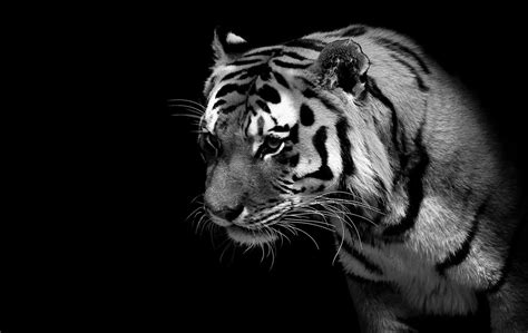 Black And White Tiger Images