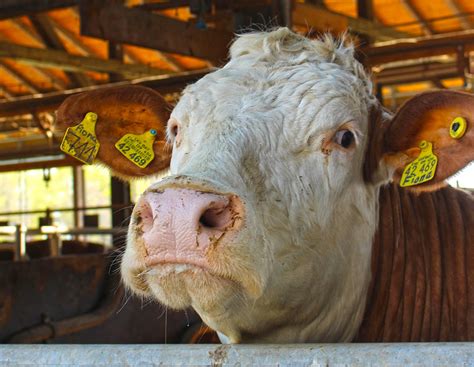 Management: Wenn der Sommer zur Qual wird | agrarheute.com