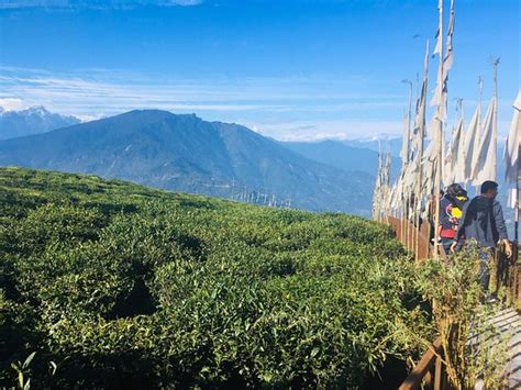 Temi Tea Garden - 2019 What to Know Before You Go (with Photos ...