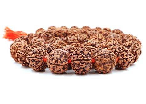 Arkam - Premium range of spiritual products|Arkam 5 mukhi Rudraksh ...