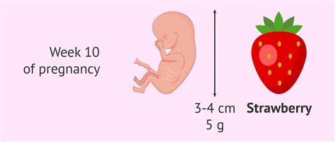 What Size Is A 10 Week Old Fetus at Carol Godsey blog