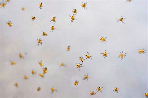 Image result for Spider Web Python