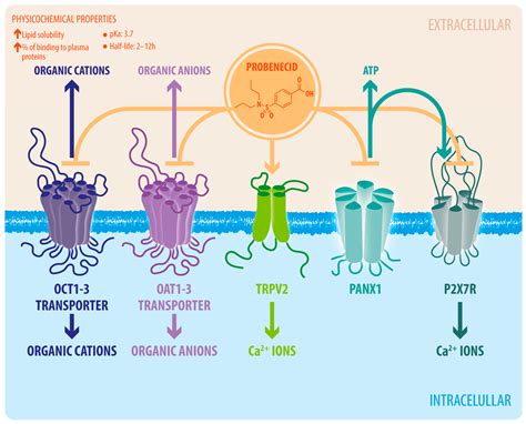Probenecid, an Old Drug with Potential New Uses for Central Nervous ...