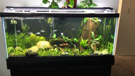How Long Is A 29 Gallon Fish Tank at Robin Clark blog