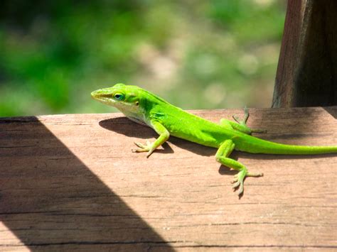 Image result for Spring Lizard