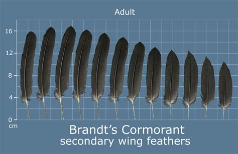 The Feather Atlas - Feather Identification and Scans - U.S. Fish and ...