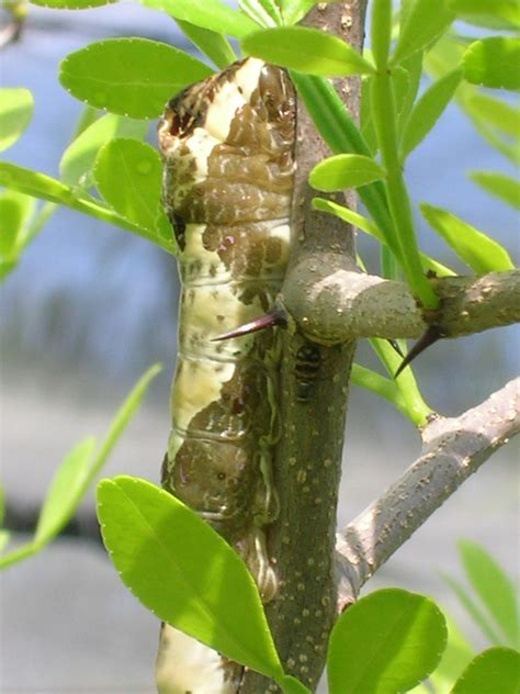 The Giant Swallowtail Butterfly - Richard Lyons Nursery, Inc.