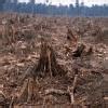 1)what are the main reasons for deforestation?2) suggest measures to ...