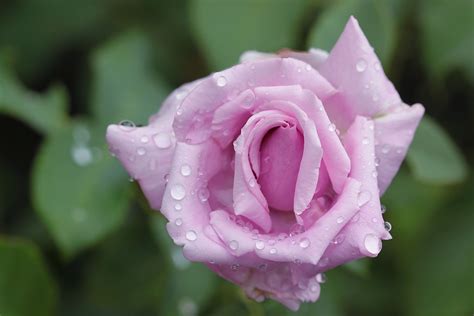 4K, Roses, Pink color, Drops, HD Wallpaper | Rare Gallery