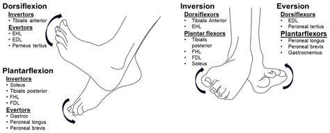 Dorsiflexion And Plantar Flexion