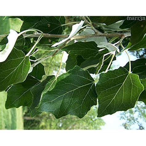 10 Fast Growing Hybrid Poplar Tree Cuttings - 14-18 | Ubuy India