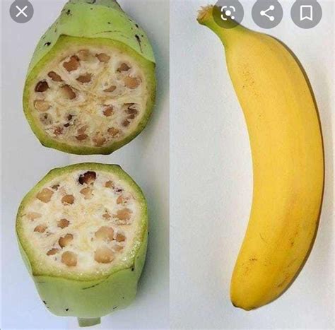 Genetically Modified Bananas