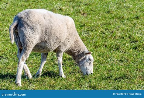 Grazing Young Female Sheep from Close Stock Photo - Image of field ...