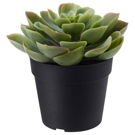 FEJKA artificial potted plant, in/outdoor Succulent, 9 cm (3 ½") - IKEA