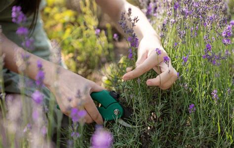 Lavender Pruning Tips 的图像结果