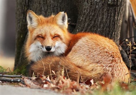 Image result for Fox in Python Code