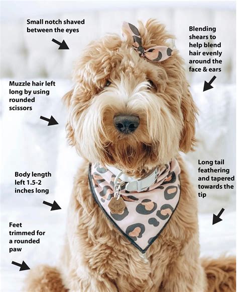 Goldendoodle Teddy Bear Haircut + Grooming Tips — Matthews Legacy Farm