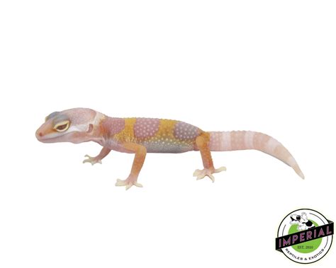 Baby Albino Leopard Geckos