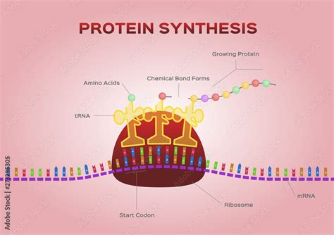 Protein synthesis vector / ribosome assemble protein molecules Stock Vector | Adobe Stock