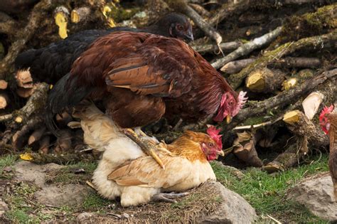 Fertilized Chicken Eggs: How Do Eggs Get Fertilized? | Almanac.com