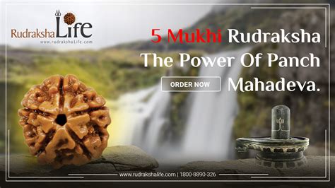 5 Mukhi Rudraksha - The Power Of Panch Mahadeva – Rudraksha Life