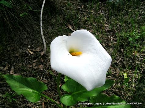 Arum Lily - Urban Bushland Council WA