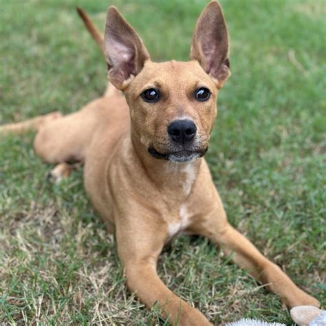 Dog for adoption - Dora, a Carolina Dog Mix in Kennebunkport, ME ...